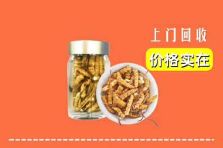 诚信求购:滨城区高价回收散虫草